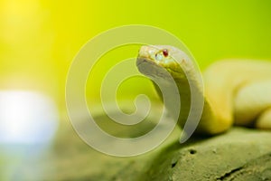 Amazing albino cobra snake in the wild. The monocled cobra (Naja kaouthia), also called monocellate cobra, is a cobra species