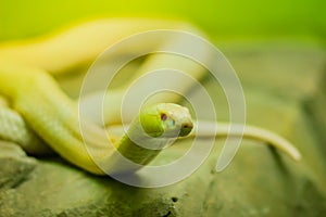 Amazing albino cobra snake in the wild. The monocled cobra (Naja kaouthia), also called monocellate cobra, is a cobra species