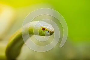 Amazing albino cobra snake in the wild. The monocled cobra (Naja kaouthia), also called monocellate cobra, is a cobra species