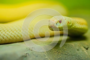 Amazing albino cobra snake in the wild. The monocled cobra (Naja kaouthia), also called monocellate cobra, is a cobra species