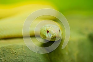 Amazing albino cobra snake in the wild. The monocled cobra (Naja kaouthia), also called monocellate cobra, is a cobra species