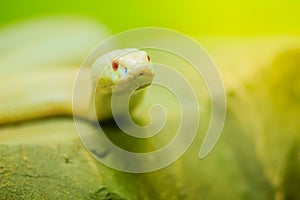 Amazing albino cobra snake in the wild. The monocled cobra (Naja kaouthia), also called monocellate cobra, is a cobra species