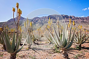 Amazing Aloe vera plantation in Gran Canaria, Spain. Aloe vera plants blooming with yellow flowers in rows in a dry desert area