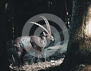 Amazing alpine ibex, in german called Alpensteinbock, in the austrian mountains