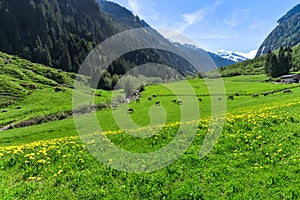 Amazing alpine landscape with bright green meadows and grazing cows. Austria, Tirol, Stillup