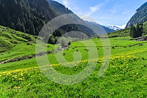 Amazing alpine landscape with bright green meadows and grazing cows. Austria, Tirol, Stillup photo