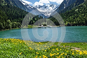 Amazing alpine landscape with green mountain lake, yellow flowers and snowy peak in the background. Austria, Tirol, Stillup Lake
