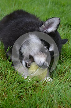 Amazing Alusky Puppy Dog Resting in Grass with a Ball