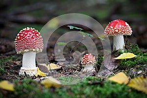 Amazing Amanita muscaria in forest - poisonous toadstool