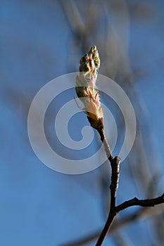 Amazing Amelanchier Bud - Serviceberry Tree Bud photo