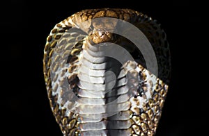 Angry indian cobra photo