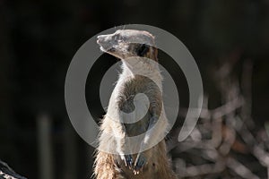 Amazing animal Meerkat portrait