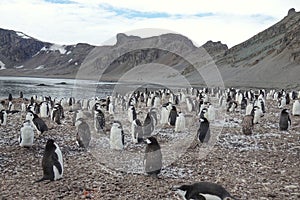 The amazing animals of Antarctica