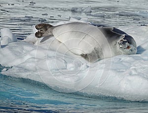 The amazing animals of Antarctica