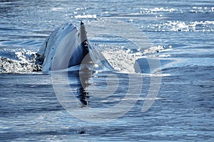 The amazing animals of Antarctica