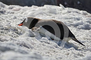 The amazing animals of Antarctica