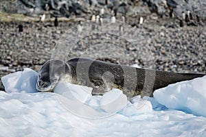 The amazing animals of Antarctica