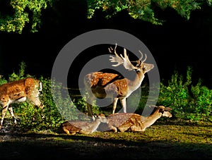 Fallow Deer Family Sunrise