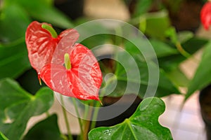 An amazing anthurium flowering plant