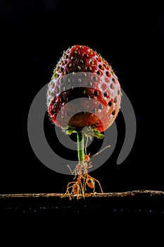 Amazing ants carry fruit heavier than their bodies