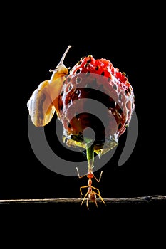 Amazing ants carry fruit heavier than their bodies photo