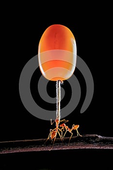 Asombroso hormigas llevar cómo a ellos asignaturas 