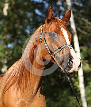 Amazing arabian horse with beautiful halter