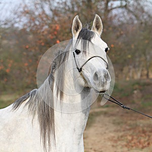 Amazing arabian horse with show halter