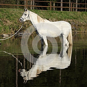 Amazing arabian horse in water