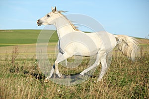 Amazing arabian stallion running