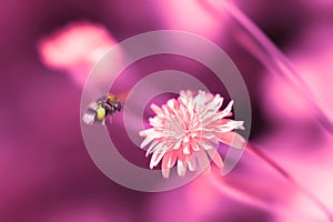 Amazing artistic natural background. Bumblebee flying over fantastic pink dandelion flower. Macro image. Natural background. Pink
