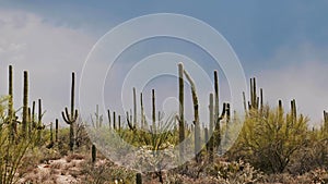 Amazing atmospheric background shot of large Saguaro cactus field on a clear hot sunny day in Arizona desert USA.