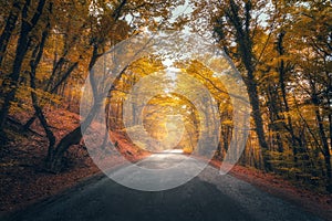 Amazing autumn forest with empty road in fog in the morning