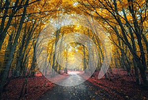 Amazing autumn forest with empty road in fog in the morning