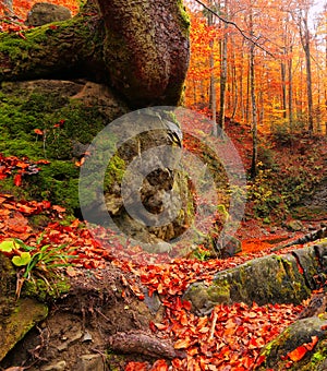 Amazing autumn landscape,  stunning nature scenery, Ukraine