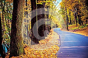 Amazing autumn landscape with tree trunk in sunlight and yellow leaves along road in cosy forest