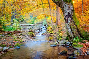 Amazing Autumn in natural park - vibrantl forest trees and fast river with stones