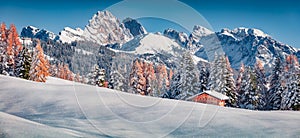 Amazing autumn scene of Dolomite Alps with first snow cowered larch and fir trees.