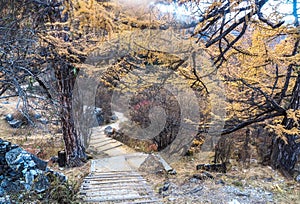 Amazing autumn season at Yading Nature Reserve in Sichuan, China