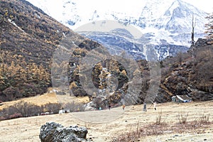 Amazing autumn season at Yading Nature Reserve in Sichuan, China