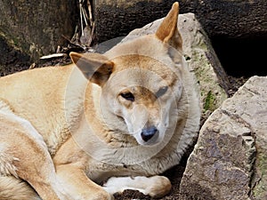 Amazing awesome Australian Dingo.