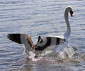 Amazing background with the Canada goose attacking the swan on the lake