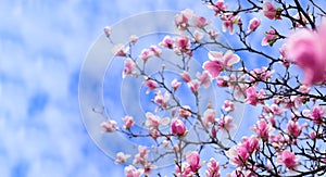 Amazing background with magnolia tree. Colorful purple flowers in the spring season. Beautiful pink magnolia petals on blue sky