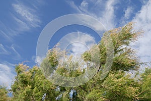 Amazing background with pines blowing in the wind and beautiful cloudy blue sky during windy weather photo