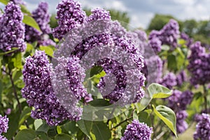 Amazing background of summer garden with closeup of violet lilacs in sunlight