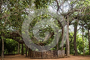 Amazing Banyan Tree in Auroville, India