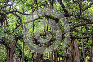 Amazing Banyan Tree canopy at misty autumn morning with sunbeams shining thru leaves.