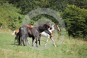 Amazing batch of horses on pasturage