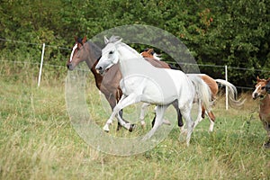 Amazing batch of horses on pasturage