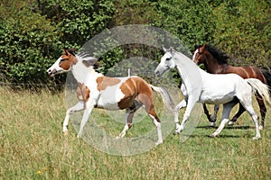 Amazing batch of horses on pasturage